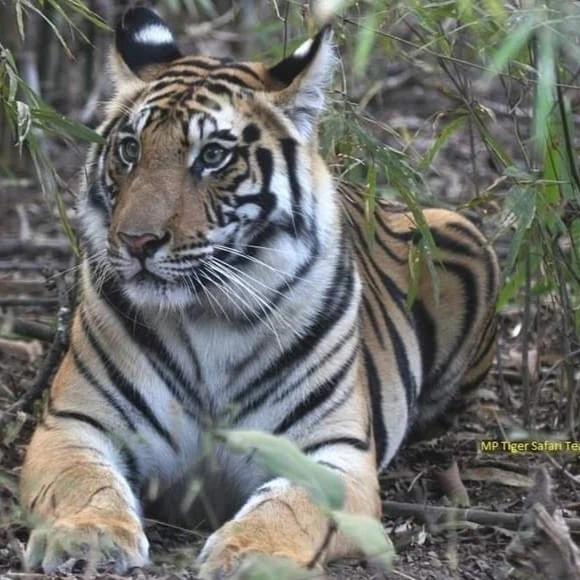   Safari Dreams: Discover India’s 10 Most Unforgettable National Parks