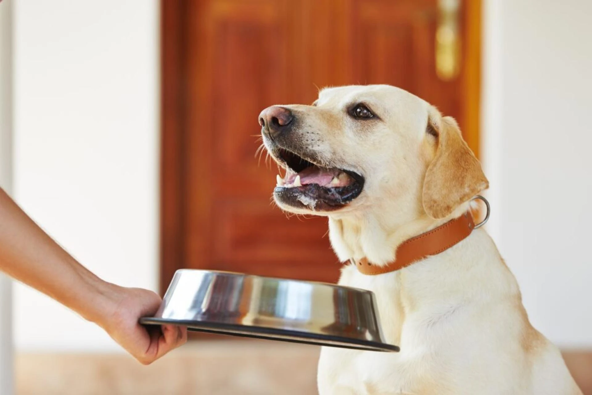 Latest News for Dog Owners: 500 Girl Dog Names, American Dog Food, Ranch Hound, and Pure Balance Dog Food