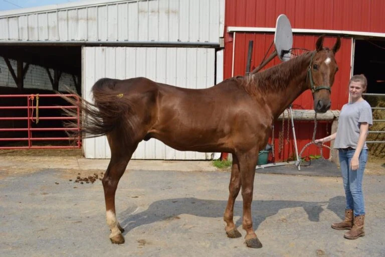 Why Saddlebred Rescue Is A Win-Win For Horses And Owners