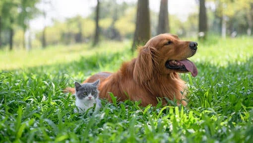 Best Cat Food for Senior Cats with Sensitive Stomachs (2025 Vet Guide)
