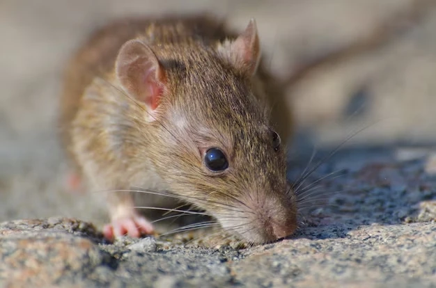 How to Get Rid of Mice and Rats At Home and In The Garden