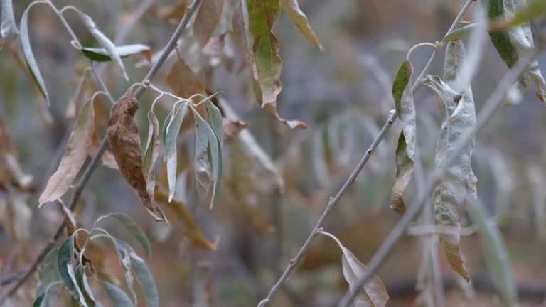 Eucalyptus Leaf Diseases in Urban Areas: Challenges and Solutions