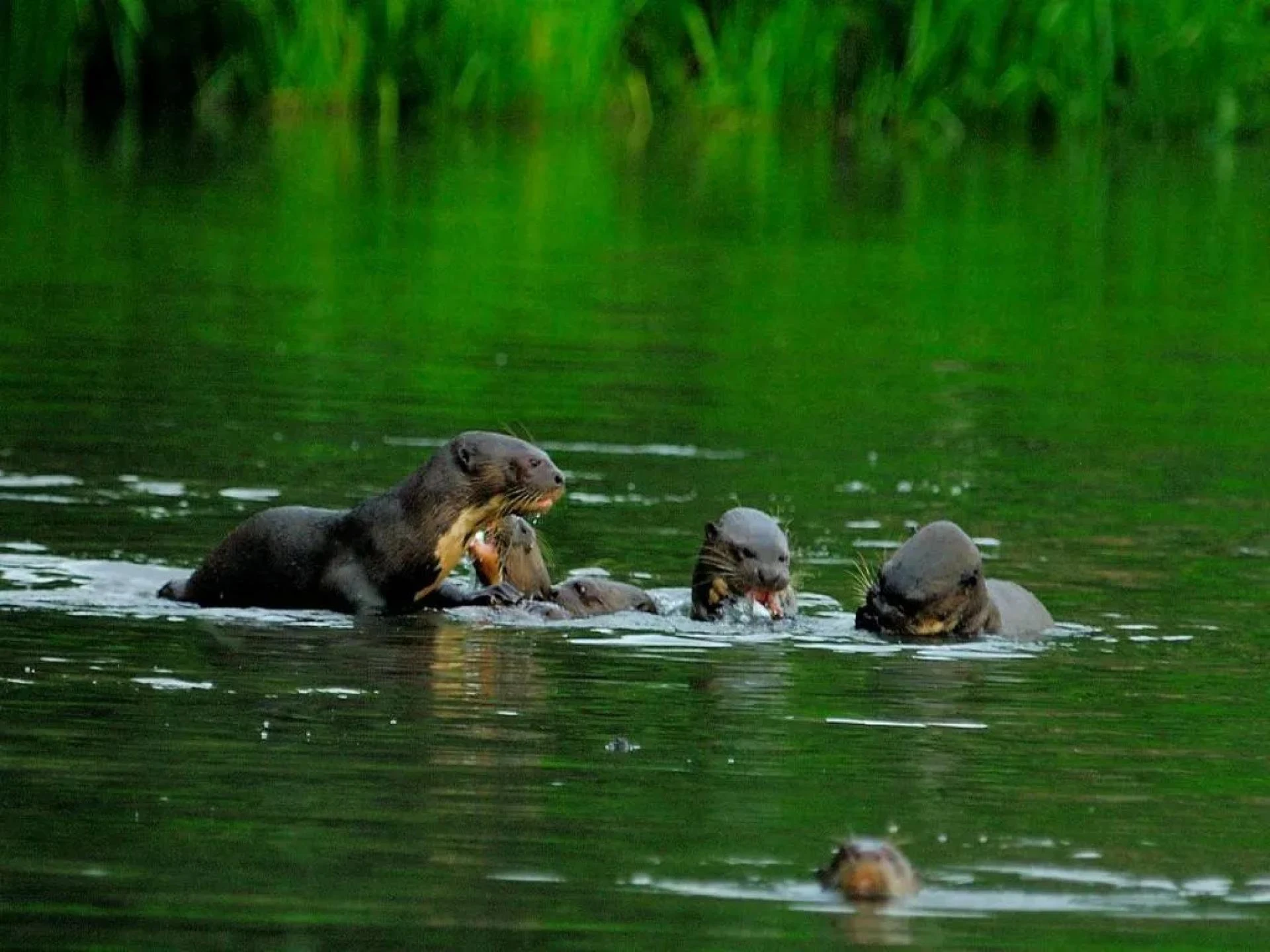 Discover the Magic of the Amazon: Manu Jungle Tours from Cusco