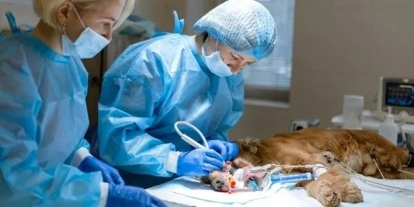 How Veterinarians Use Surgical and Anesthetic Products