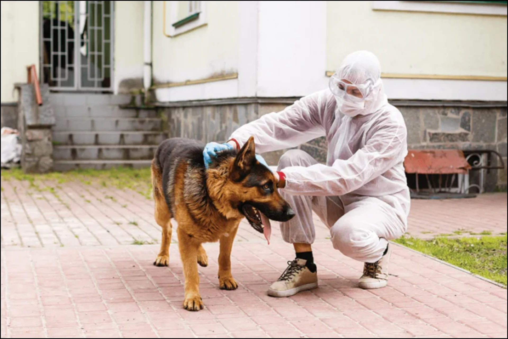Pet-Safe Pest Control Tips for Dog and Cat Owners