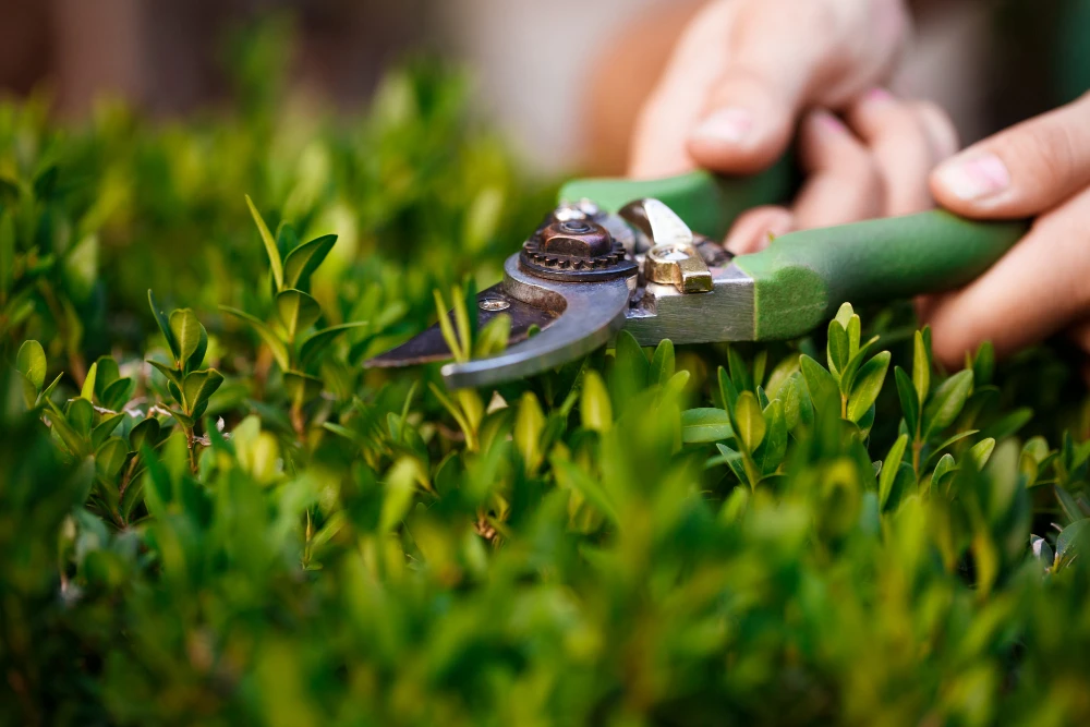 Certified Organic Lawn Care Methods: A Guide to Safe and Sustainable Practices
