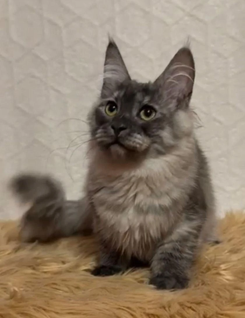 maine coon kittens for sale under $1000