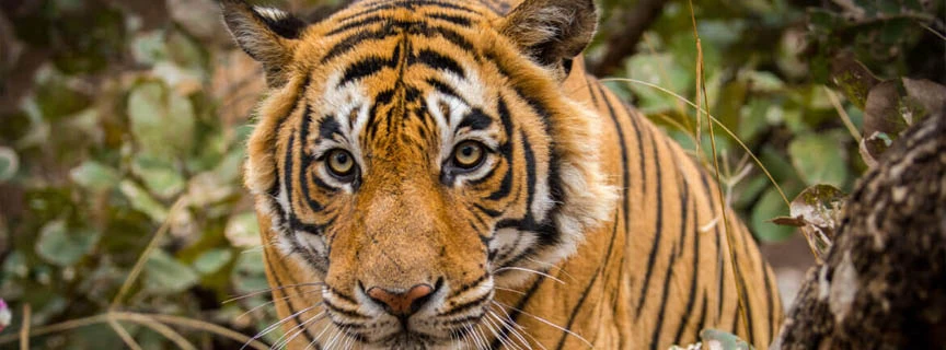 Golden Triangle Tour With Ranthambore
