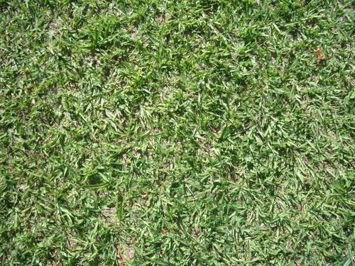 Pest Control Without Harm: Natural Solutions for Lawn Care