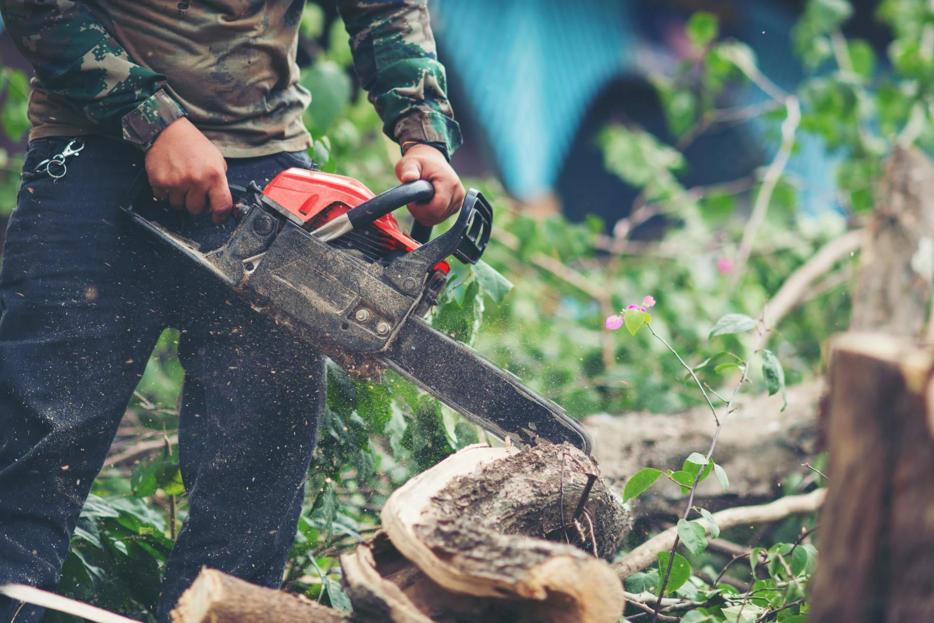 Tree Removal in Florida: What You Need to Know