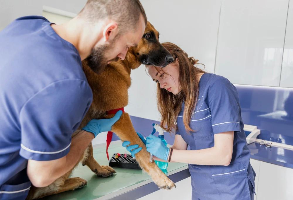 The Ultimate Guide to Pet Grooming in Qatar