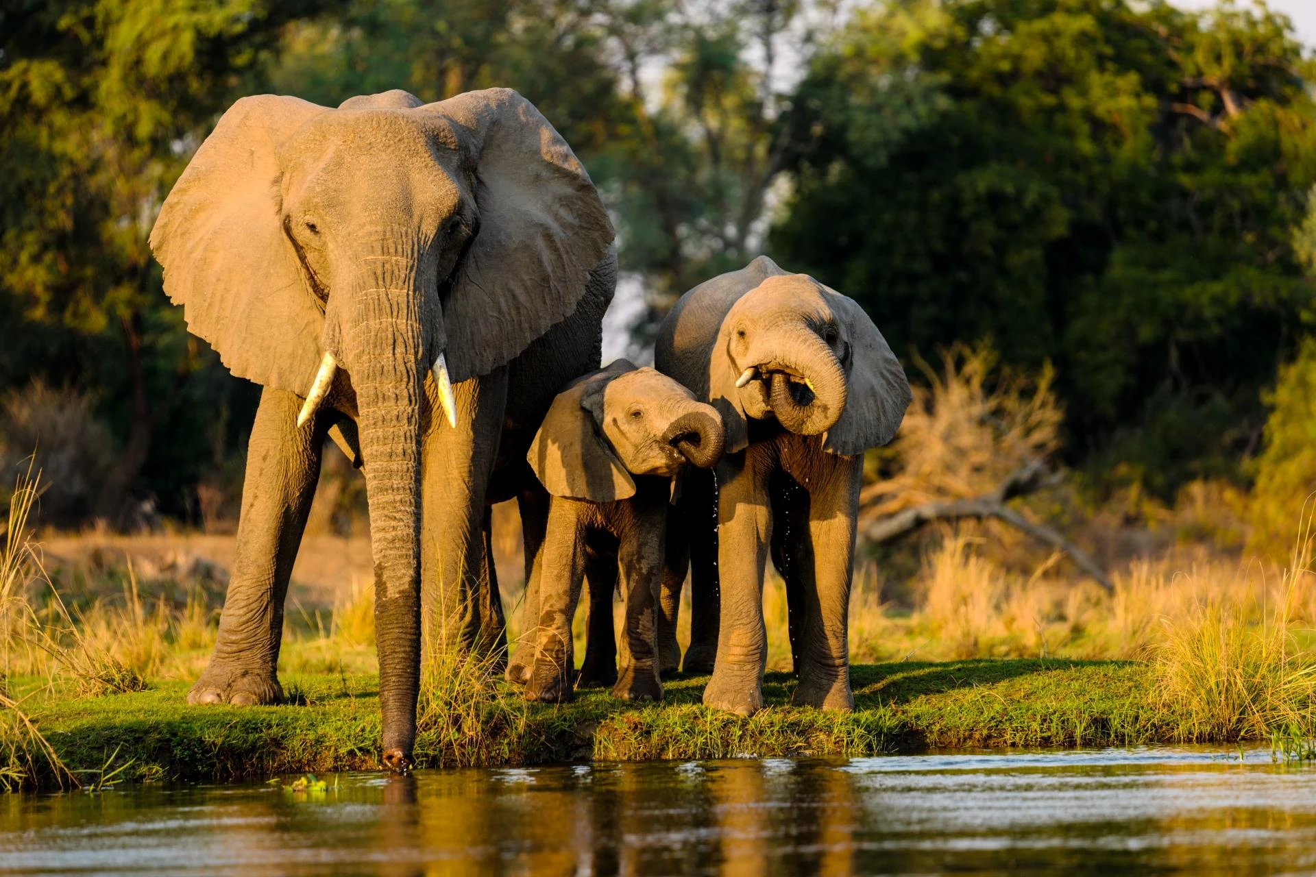 7 Reasons Why Kenya Holiday Packages Are the Ultimate Escape from Dubai