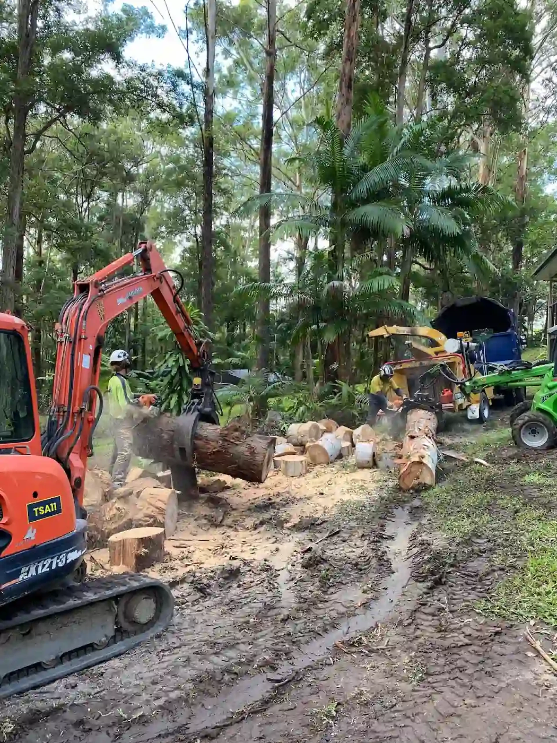 Tree Trimming Augusta GA: Your Guide to Healthy, Safe, and Beautiful Trees