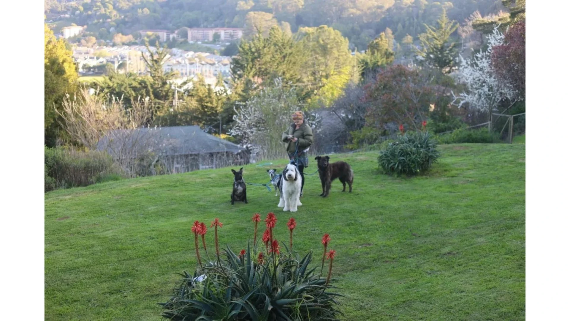 What to Expect from Dog Boarding: More Than Just a Stay