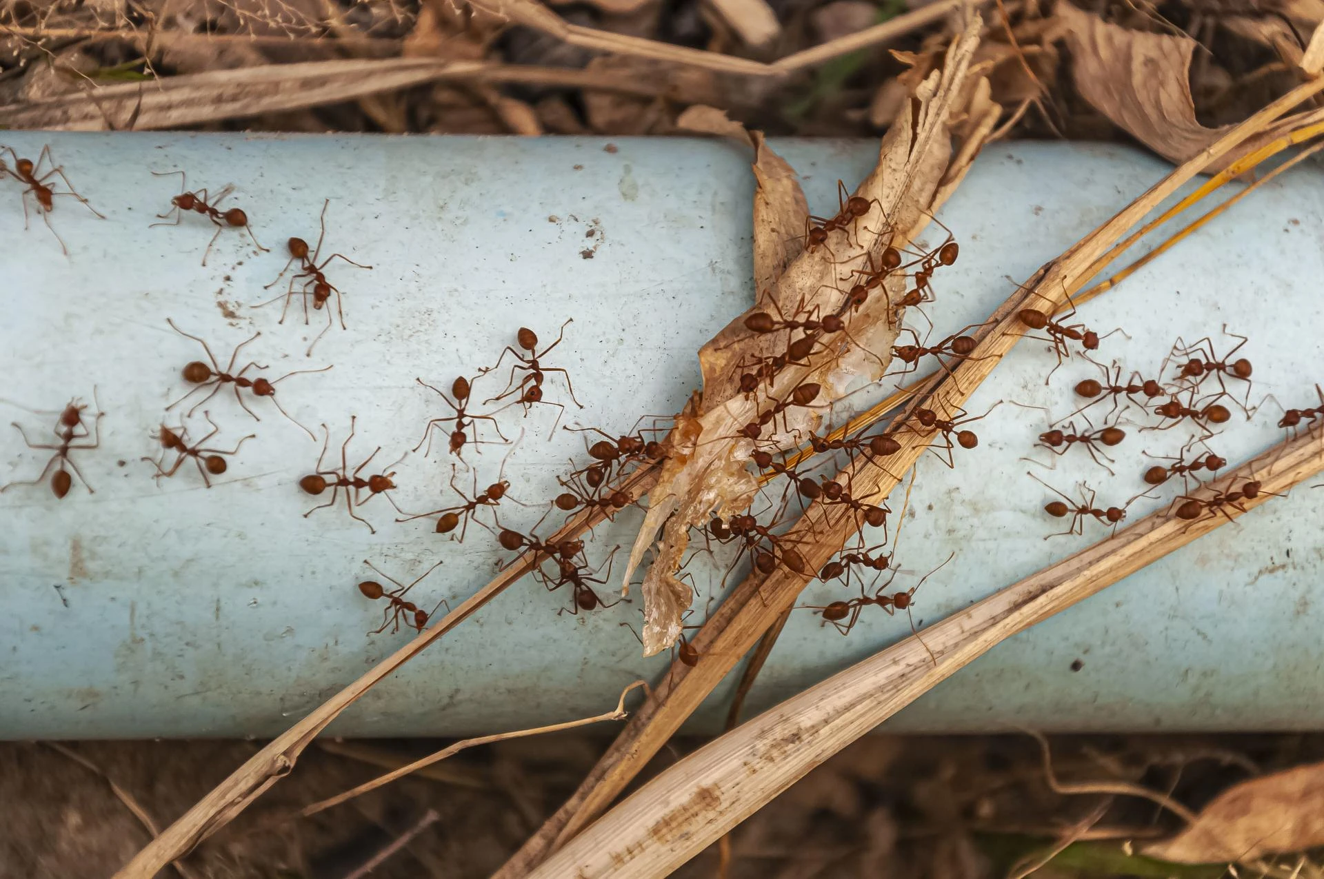 How to Keep Ants Out Without Sacrificing Your Garden