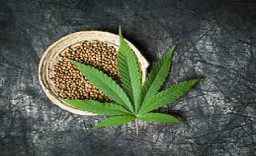 Industrial Hemp Market Outlook 2032: Size, Share, and Growth Trends