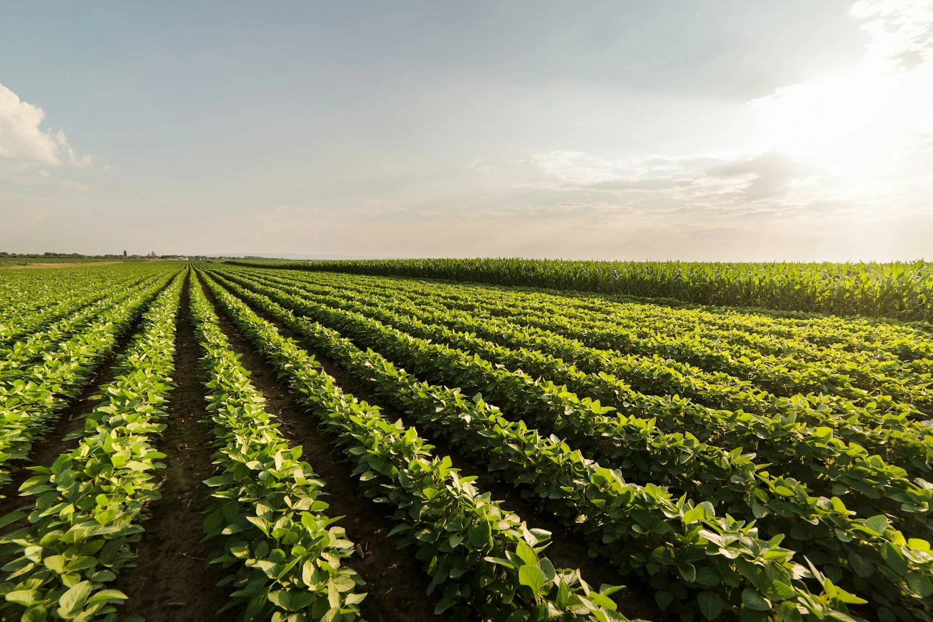 Why Quality Control in Ingredient Sourcing Is Crucial for Health-Conscious Brands