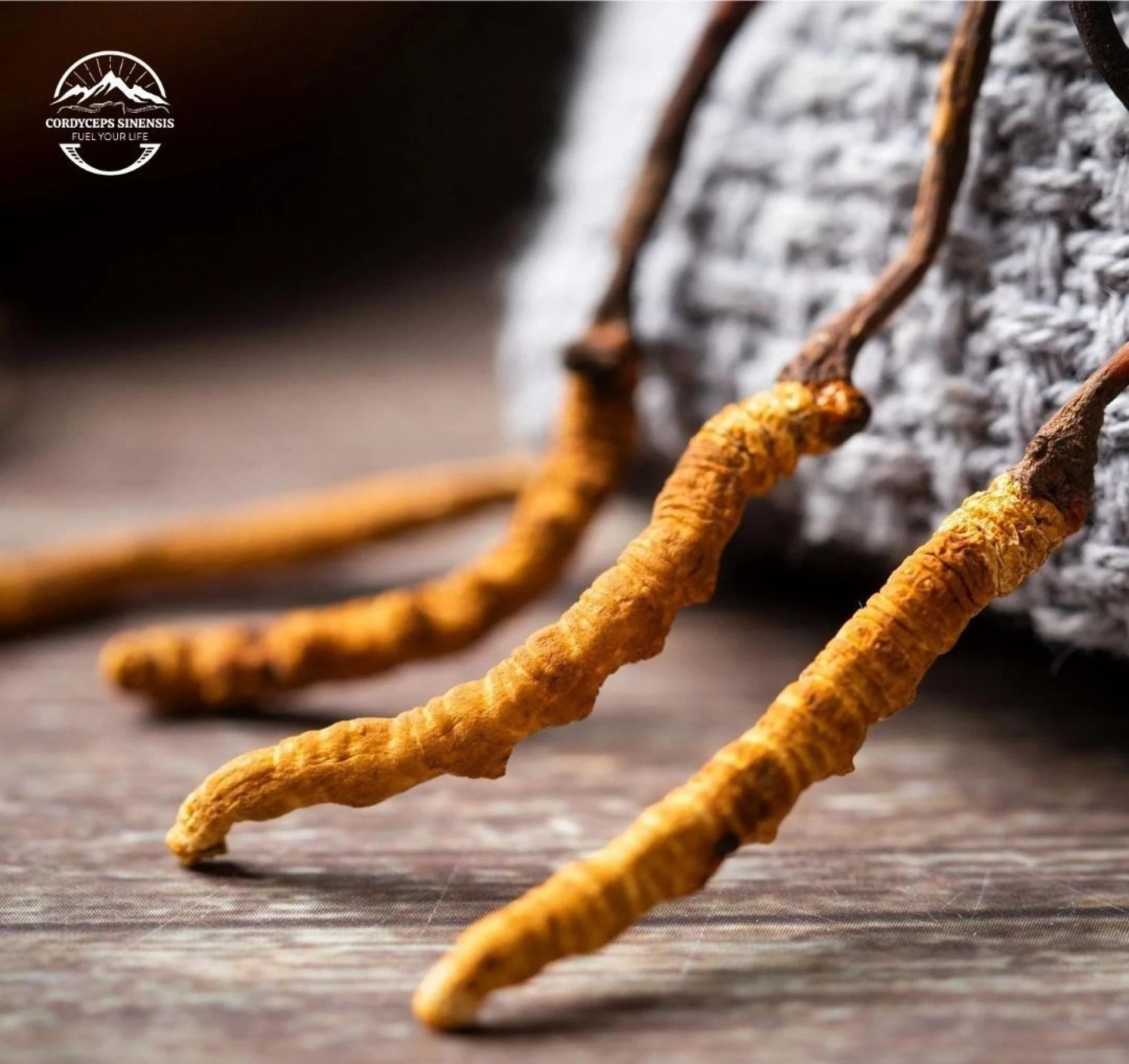 Cordyceps Fuel: Unlocking Nature’s Miracle with Yarsagumba Cordyceps Sinensis