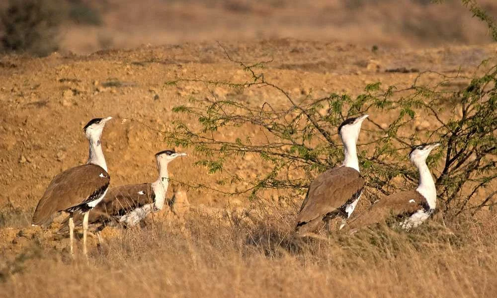 Explore Jaisalmer: Desert Fun Beyond the Camel Ride