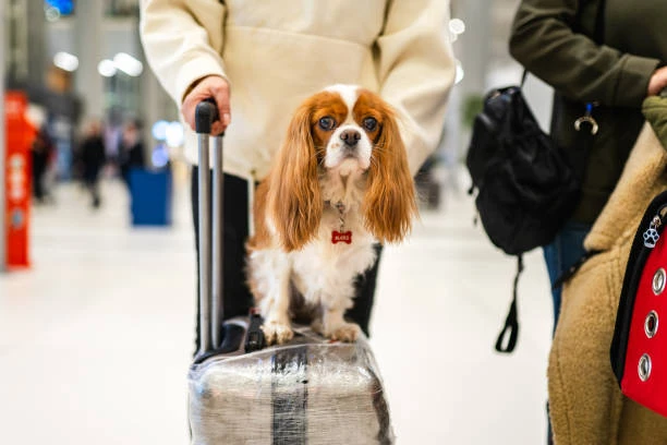 How to Plan a Pet-Friendly Getaway to the Cook Islands: Accommodation and Travel Tips