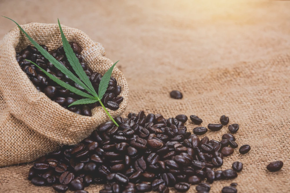 Discover the Difference in Every Sip of Organic Coffee