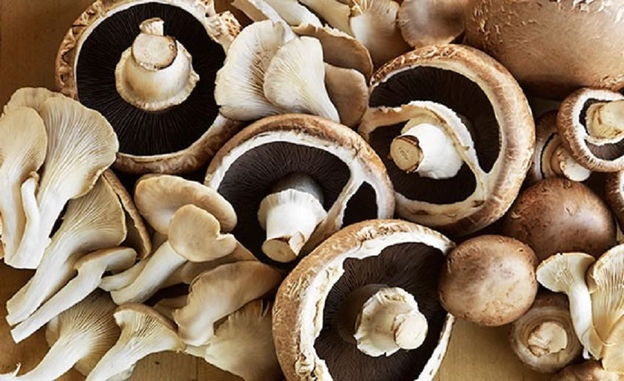 Mushroom Market Demand Analysis and Growth Potential by 2032