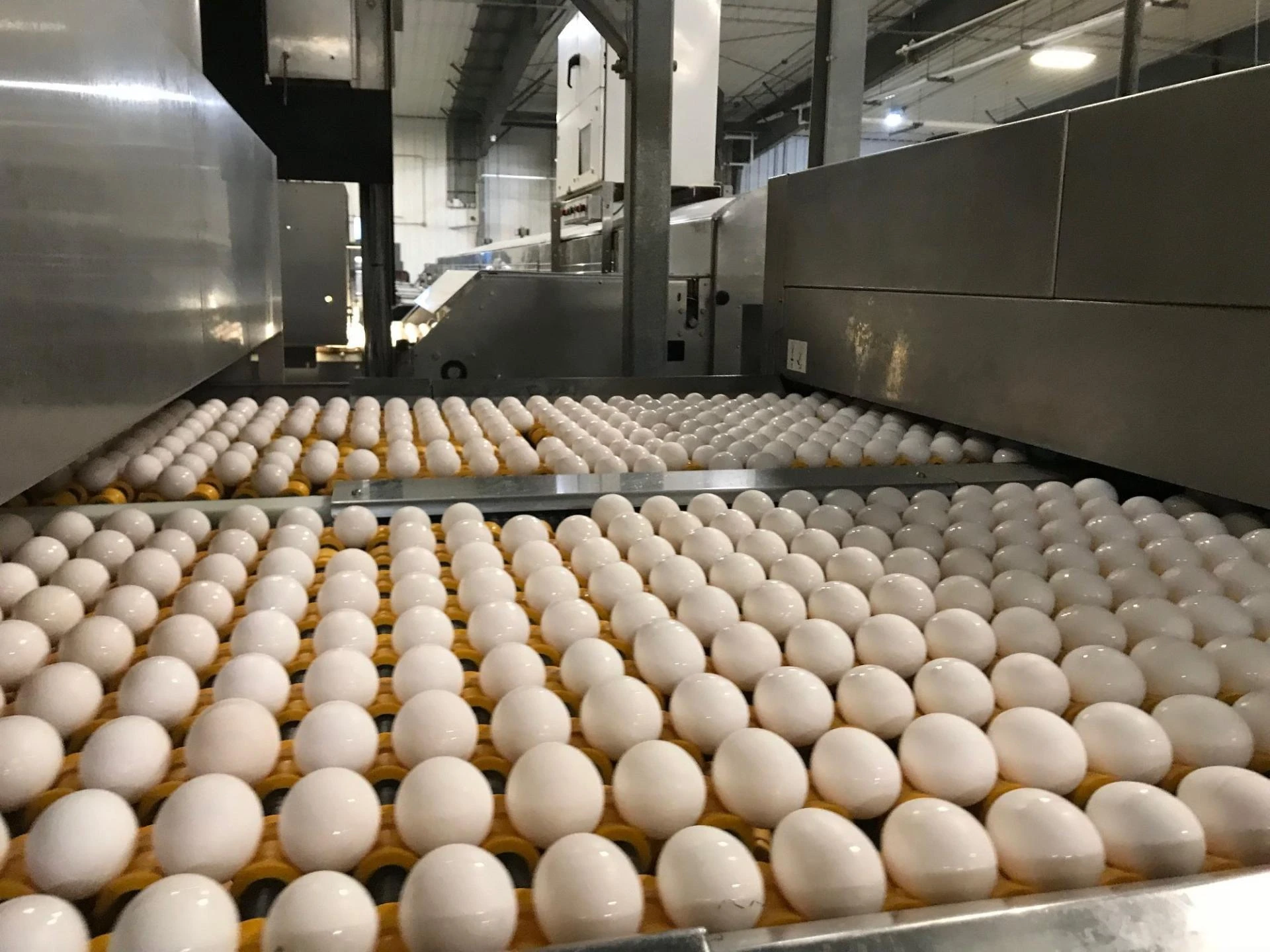 What are the Key Factors to Consider While Choosing Egg Powder Plant Manufacturers?