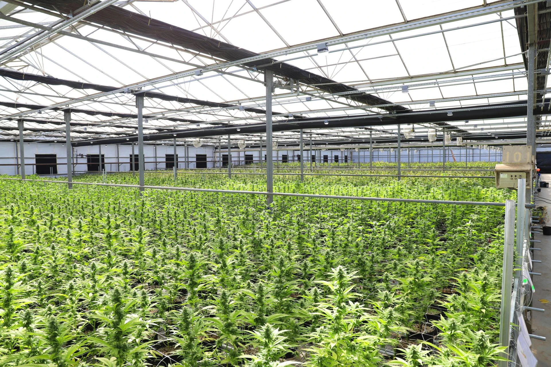 How Indoor LED Grow Lights Are Revolutionizing Greenhouse Farming?
