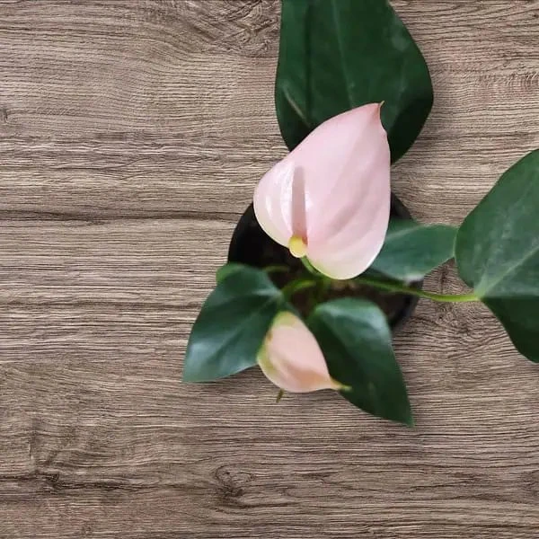 Greening Your Indoors: How Plants Can Transform Your Living Space
