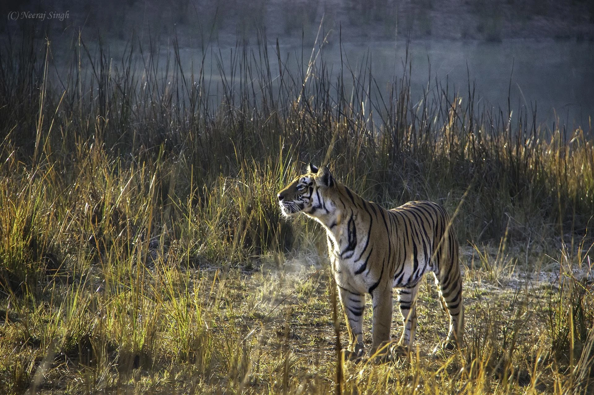 "National Parks in India You Must Visit for Wildlife Photography and Safari Thrills"