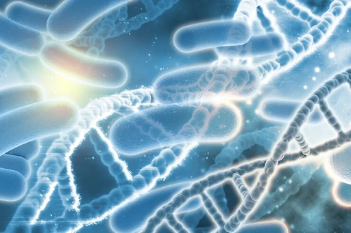Gut Bacteria Benefits