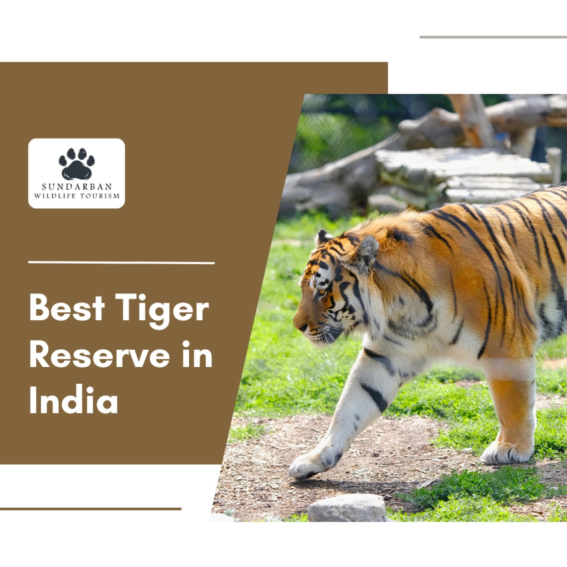 Are Tiger Safaris in India Safe for Families and Children