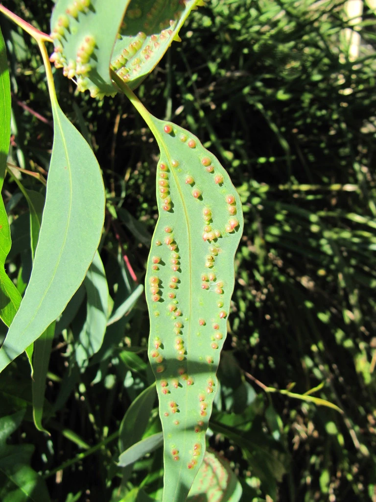 Gum Tree Dieback: Causes, Symptoms, and Treatment Options