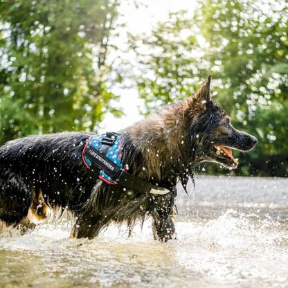 Walk Easy Harness for Dogs: The Ultimate Non-Pull Solution for Comfortable and Controlled Walks
