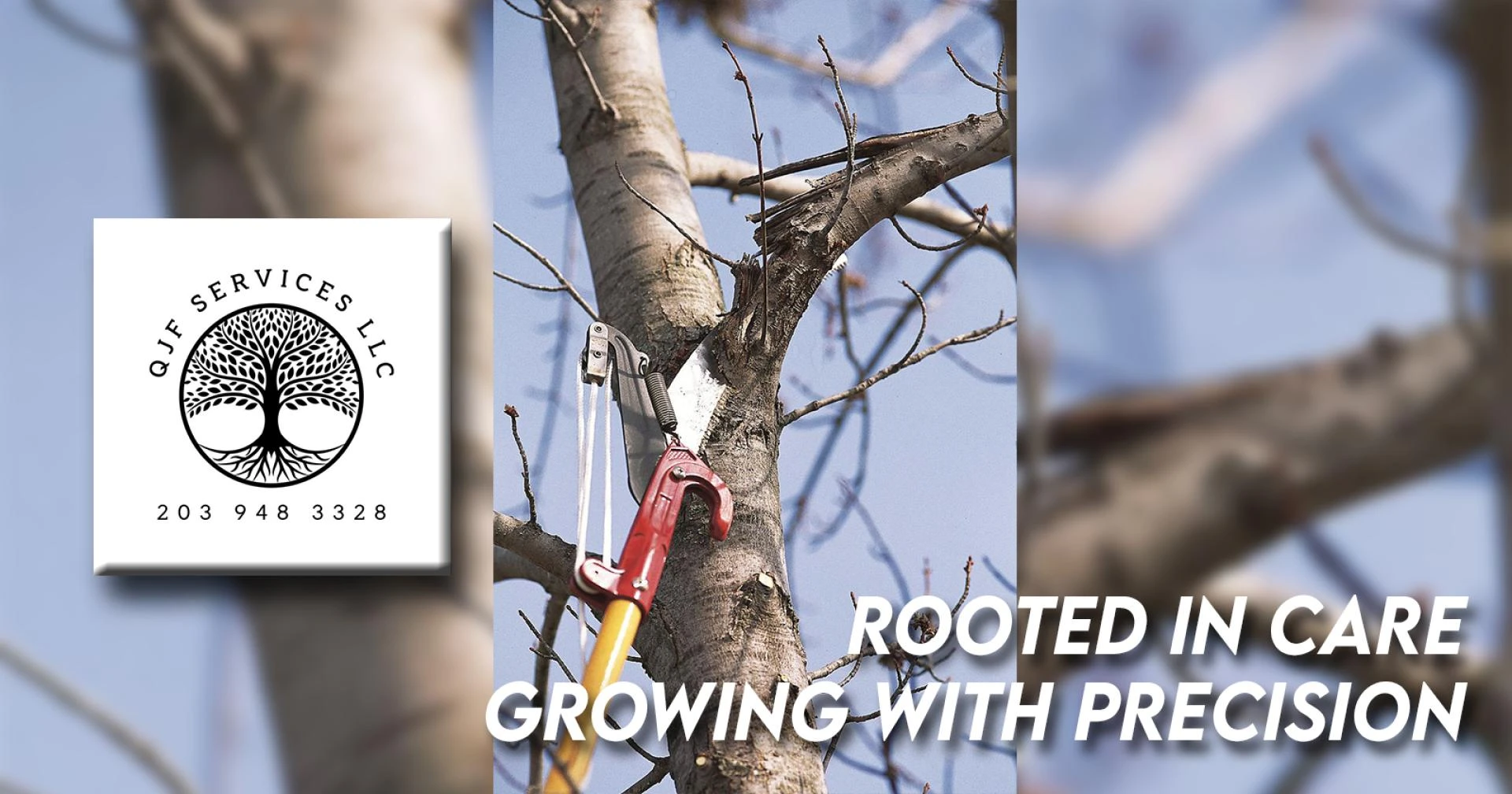 What to Look for in a Tree Removal Service Near Me