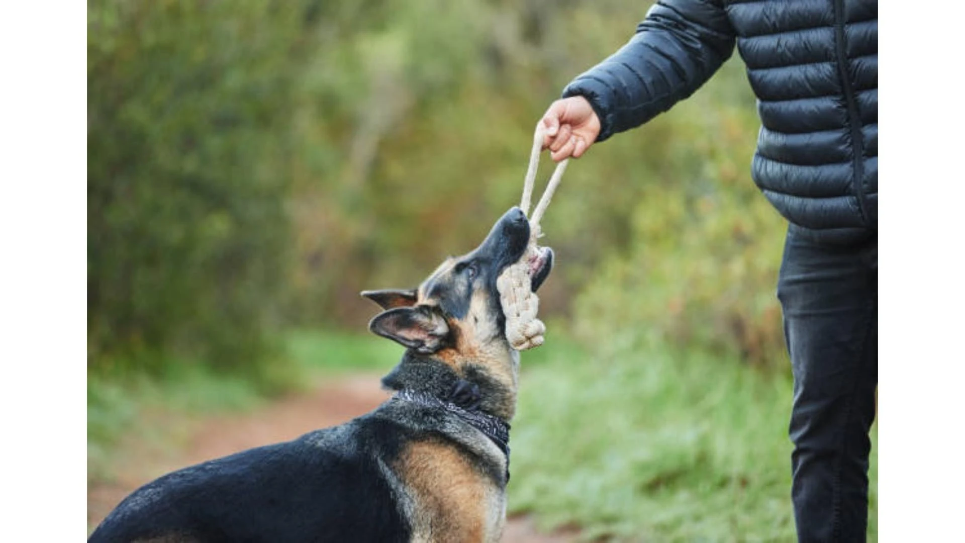 No More Fear Walks: How Dog Aggression Training Builds Confidence
