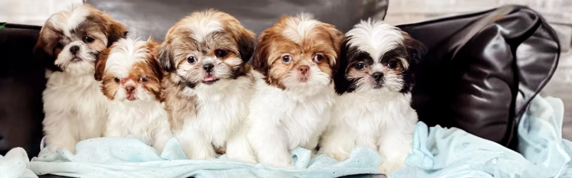 The Perfect Blend of Charm and Intelligence: Why Shih Tzu Poodle Puppies Make the Ideal Family Companion