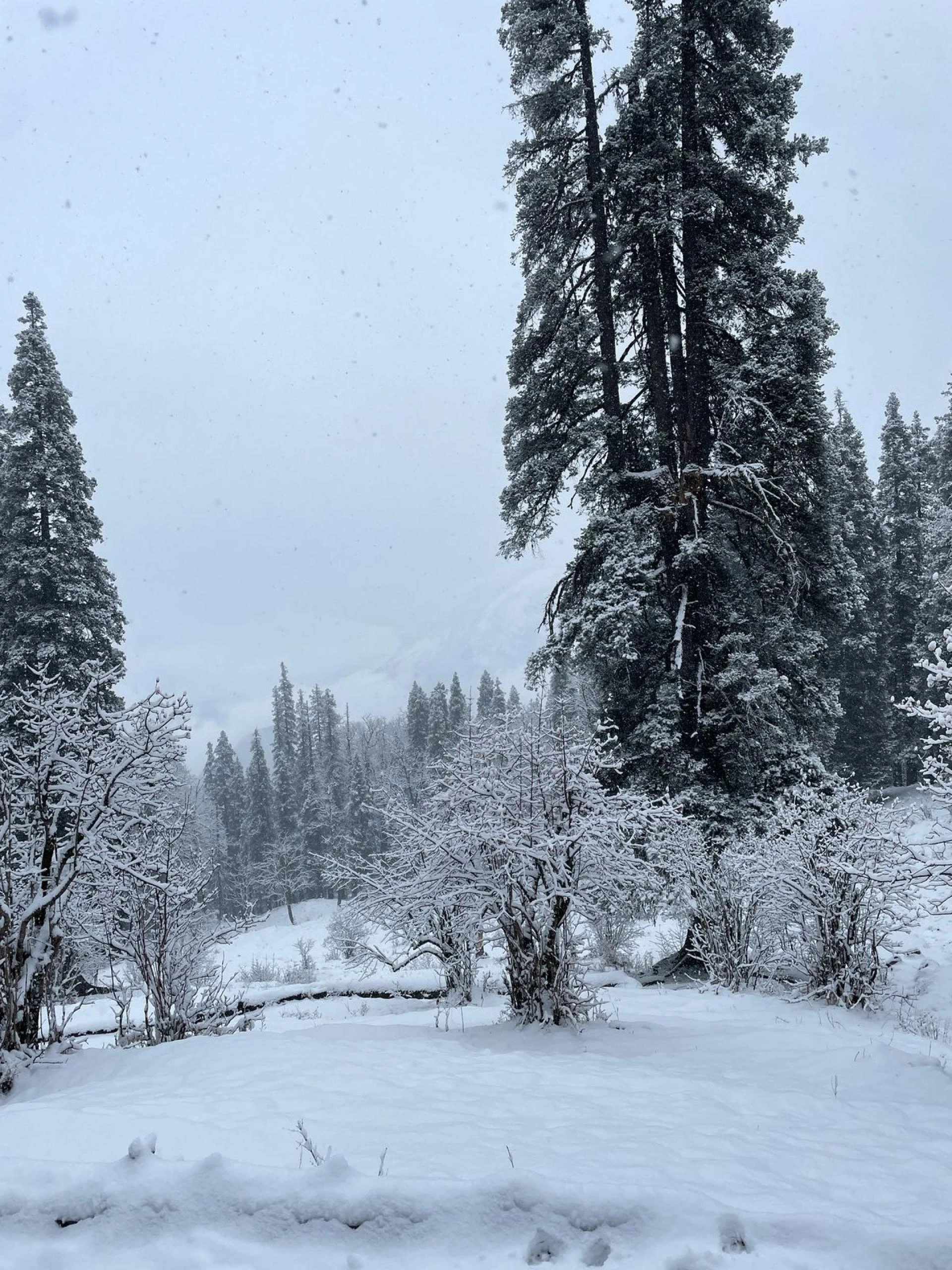 Trek with TrekYaari on the Kedarkantha Trek, where snowy trails lead to Himalayan dreams.