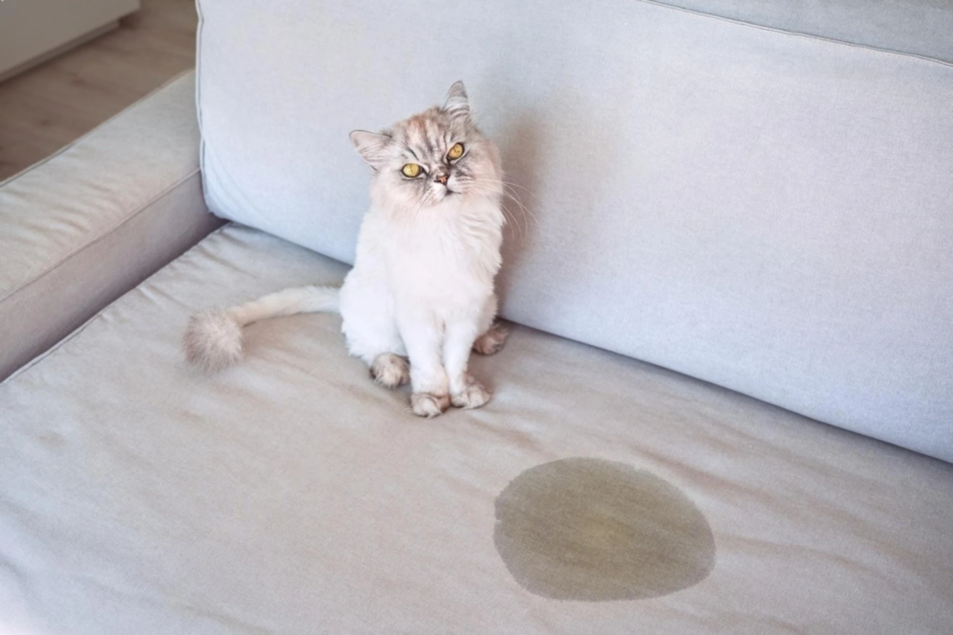 Frequent Urination in Older Cats: What’s Normal and When to Worry