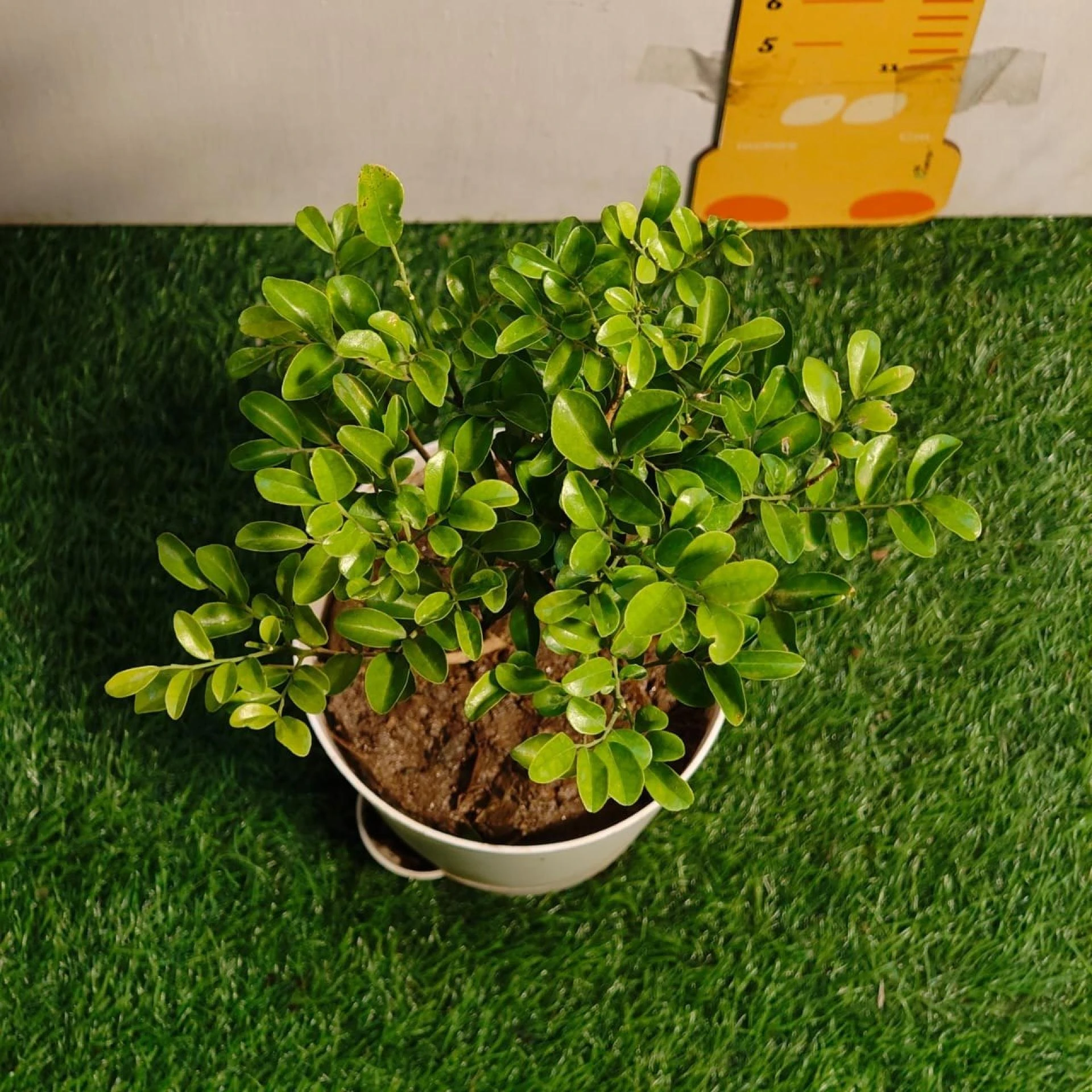Decorate Your Home with Fresh Interior Plants and Ferns