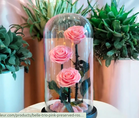 How the Beauty and the Beast Rose Holds Its Place in Modern Design
