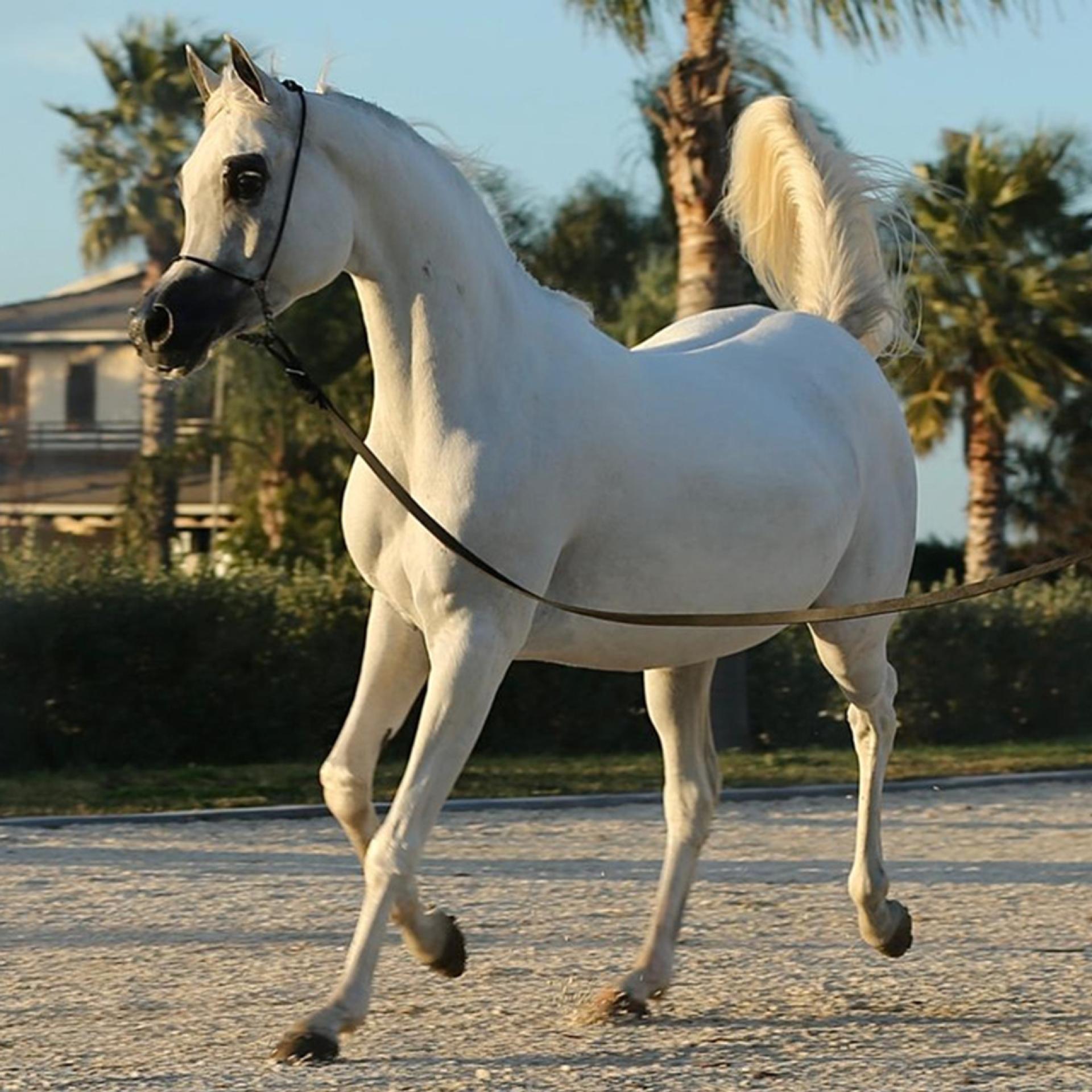 The Majestic World of Arabian Horses: A Legacy Preserved at Al Ameera Stud