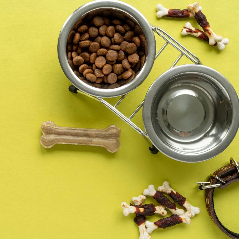 Feeding and Watering Solutions That Simplify Dog Care at Home