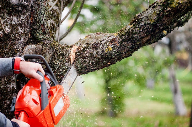 Expert Solutions for Tree Management and Care in Scotland