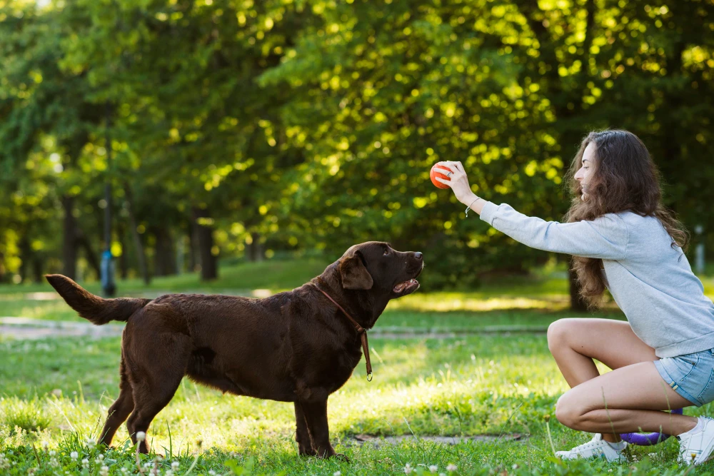 Top 7 Dog Balls That Combine Fun and Durability