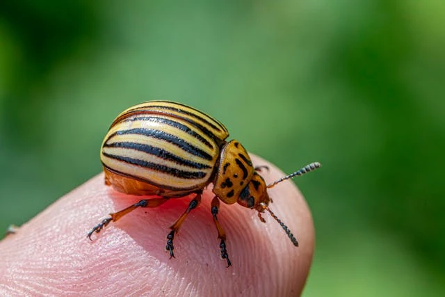 Heat Treatment for Bedbugs: How Southfield Residents Can Get a Bug-Free Home Fast