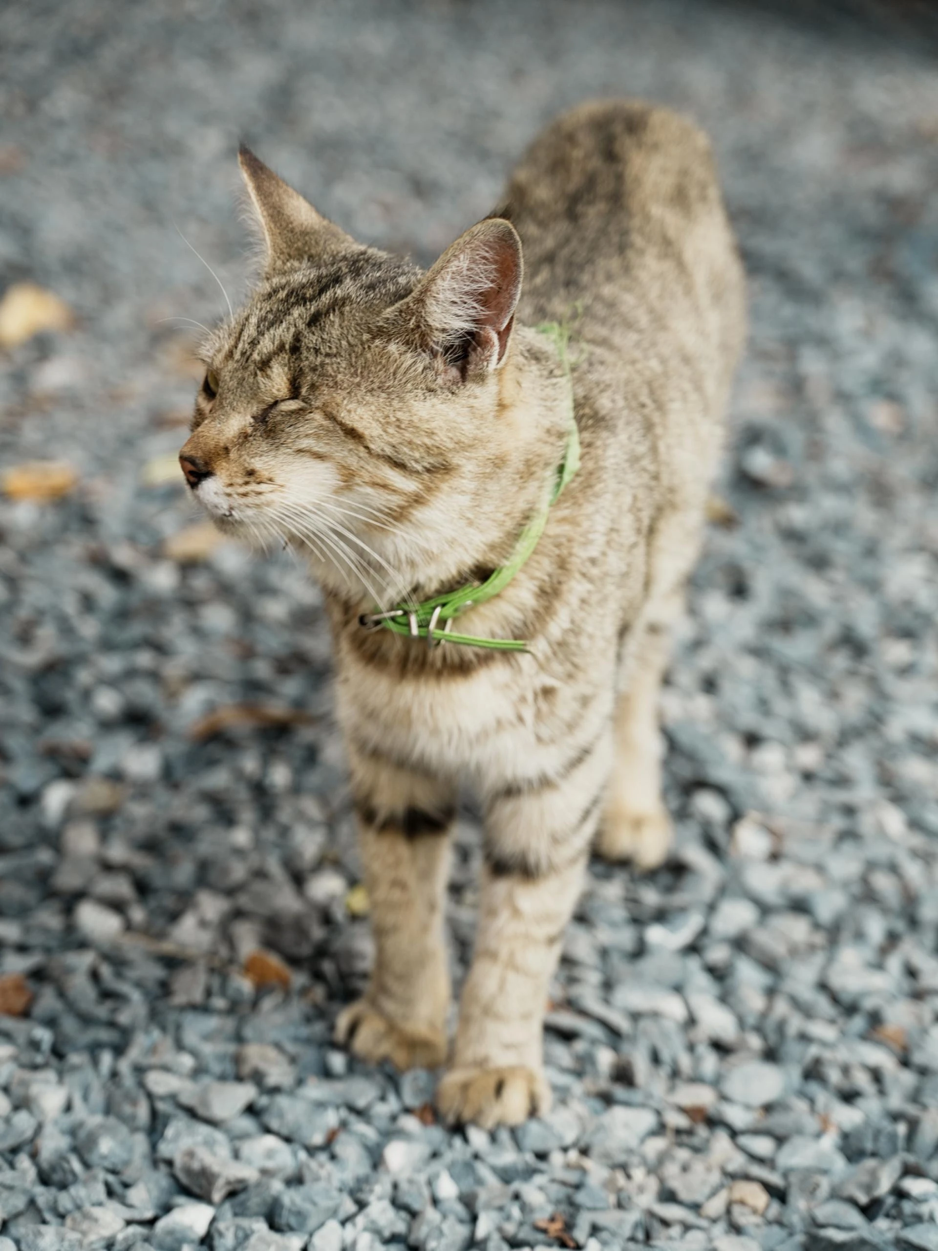 Why Every Outdoor Cat Needs a Collar and Tag for Safety