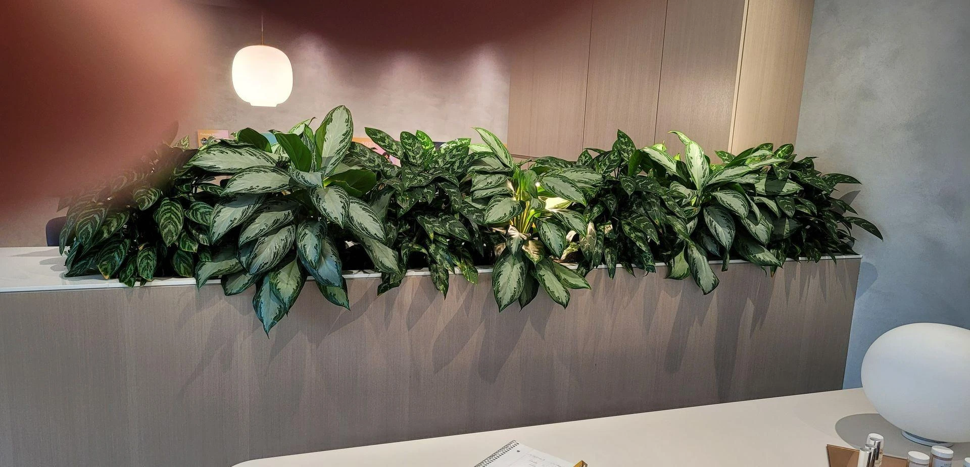 What Makes a Living Wall Low-Maintenance and Ideal for Busy Spaces