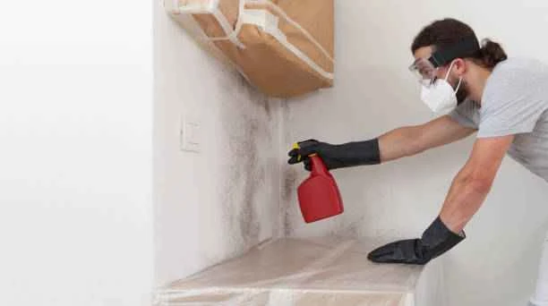 How Professional Mold Cleanup Prevents Structural Damage and Health Risks