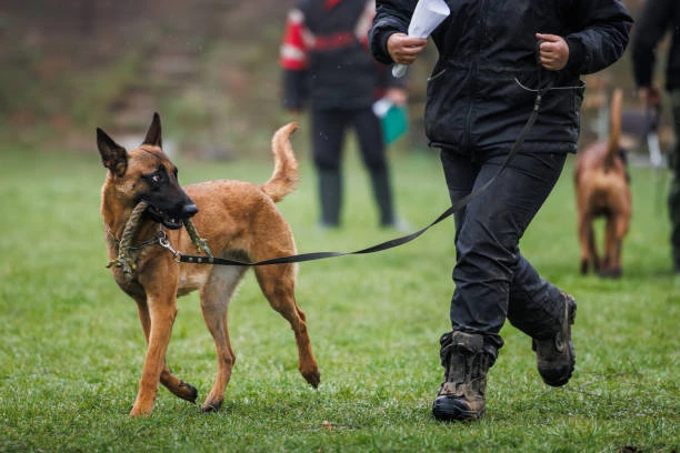 Professional Dog Training: Shaping a Well-Behaved Companion